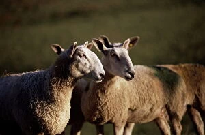 Sheep Collection: Blue faced Leicester sheep, Pennines, Eden Valley, Cumbria, England, United Kingdom