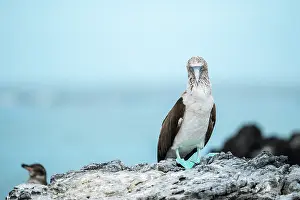 Ecuador Prints: Blue footed Boobie (Sula nebouxii), Isla Isabela, Galapagos Islands, Ecuador