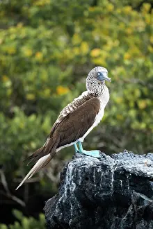 Beak Prints: Blue footed Boobie (Sula nebouxii), Isla Isabela, Galapagos Islands, Ecuador