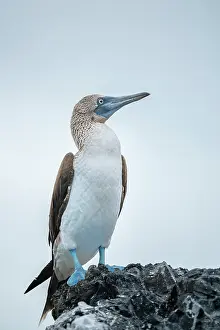 Beak Prints: Blue footed Boobie (Sula nebouxii), Isla Isabela, Galapagos Islands, Ecuador