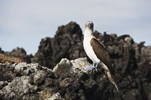 Booby Prints: Blue footed boobies (Sula nebouxi), The Tintoreras, Isla Isabela, Galapagos Islands