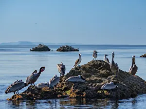 Outcrop Prints: Blue-footed boobies (Sula nebouxii)