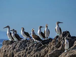 Feet Prints: Blue-footed boobies (Sula nebouxii)