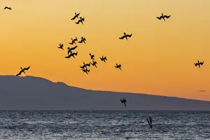 Flock Of Birds Prints: Blue-footed boobies (Sula nebouxii) plunge-diving for small fish at sunset off Rabida Island