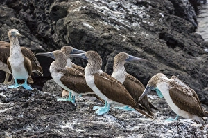 Santiago Island Prints: Blue-footed boobies (Sula nebouxii) at Puerto Egas