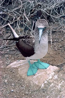 Blue footed booby