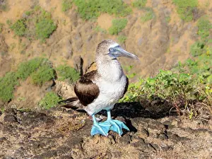 Rituals Prints: Blue Footed Booby displays unique feet in its natural habitat in the Galapagos Islands
