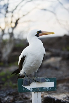 Galapagos Prints: Blue footed booby (Sula nebouxi)