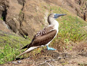 Blue Footed Booby (Sula nebouxii), a marine bird found in the Eastern Pacific whose unusual blue feet feature in courtship rituals, Galapagos, UNESCO World Heritage Site, Ecuador, South America