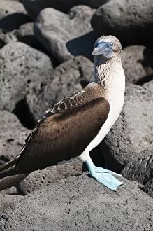 Images Dated 13th April 2010: Blue footed booby (Sula nebouxii), Isla Lobos off Isla San Cristobal (San Cristobal Island)