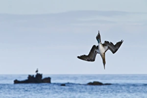 Blue-footed booby (Sula nebouxii), Cormorant Point, Floreana Island, Galapagos Islands, UNESCO World Heritage Site, Ecuador, South America