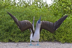 Blue-footed booby (Sula nebouxii), North Seymour Island, Galapagos Islands, Ecuador, South America