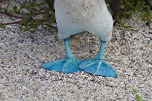 Blue-footed booby (Sula nebouxii), North Seymour Island, Galapagos Islands, Ecuador, South America