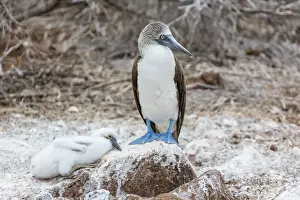 Blue-footed booby (Sula nebouxii) adult with chick on North Seymour Island, Galapagos Islands, UNESCO World Heritage Site, Ecuador, South America