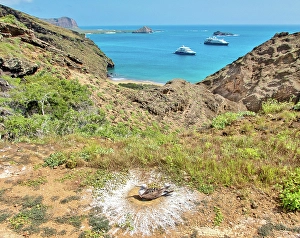 Galapagos Prints: Blue footed booby (sula nebouxii) nest