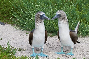 Ecuador Gallery: Blue-footed booby (Sula nebouxii) pair, North Seymour Island, Galapagos Islands, Ecuador