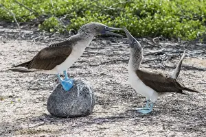 Blue-footed booby (Sula nebouxii) pair in courtship display on North Seymour Island