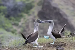 Togetherness Prints: Blue-footed booby (Sula nebouxii) pair in courtship display on San Cristobal Island