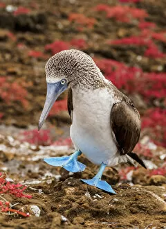 Ecuador Gallery: Blue-footed booby (Sula nebouxii), Punta Pitt, San Cristobal or Chatham Island, Galapagos