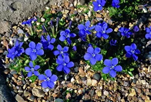 Surrey Collection: Blue gentian flowers, Gentiana Verna, taken at Wisley, Surrey, England