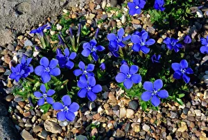 Generic Location Prints: Blue gentian flowers, Gentiana Verna, taken at Wisley, Surrey, England