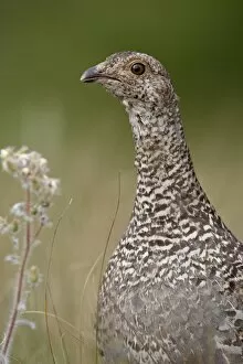 Images Dated 13th August 2008: Blue grouse (Dendragapus obscurus) hen, Waterton Lakes National Park, Alberta