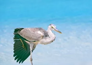 Blue heron, Maldives, Indian Ocean, Asia