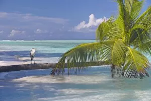 Blue heron standing on palm tree, Maldives, Indian Ocean, Asia