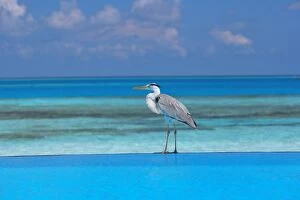 Images Dated 13th May 2007: Blue heron standing in water, Maldives, Indian Ocean, Asia