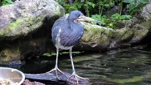 Shorebird Prints: Blue Heron, Tampa Aquarium, United States of America