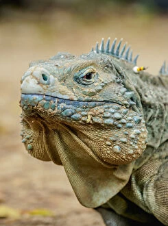 Eye Contact Gallery: Blue iguana (Cyclura lewisi), Queen Elizabeth II Botanic Park, North Side, Grand Cayman