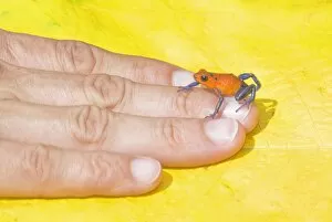Images Dated 22nd March 2009: Blue jeans dart frog (Dendrobates pumilio) on human hand, Costa Rica, Central America