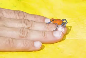 Frog Prints: Blue jeans dart frog (Dendrobates pumilio) on human hand, Costa Rica, Central America