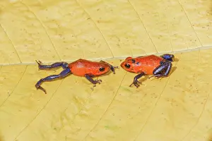 Rica Prints: Blue jeans dart frogs (Dendrobates pumilio) on a leaf, Costa Rica, Central America
