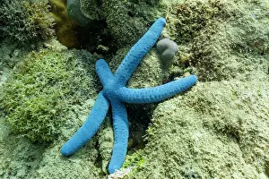 Star Prints: Blue linckia star rests on reef floor in underwater scene at Misool in Indonesia