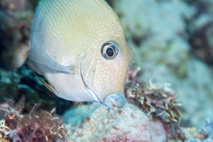 Images Dated 2nd June 2008: Blue lined surgeonfish (Acanthurus nigroris), Sulawesi, Indonesia, Southeast Asia, Asia