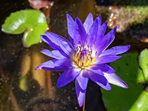 Botanical Prints: Blue lotus plants bloom in Anjajavy Private Reserve