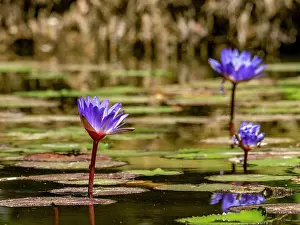 Fresh Prints: Blue lotus plants grow in water at Anjajavy Private Reserve in Madagascar during daylight hours