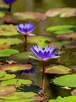 Bright Prints: Blue lotus plants grow in water at Anjajavy Private Reserve in Madagascar during daytime