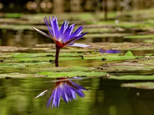 Season Prints: Blue lotus plants grow in water at Anjajavy Private Reserve in Madagascar during daytime with their reflection visible