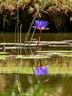 Wetlands Prints: Blue lotus plants grow in water at Anjajavy Private Reserve in Madagascar with reflections in the water