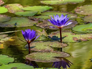 Petals Prints: Blue lotus plants grow in a wetland area within the Anjajavy Private Reserve in Madagascar under bright sunlight