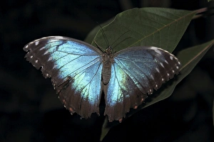 Insects Prints: Blue Morpho Butterfly (Morpho peleide)