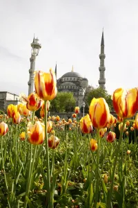 Flower Bed Prints: The Blue Mosque (Sultan Ahmet Camii), Istanbul, Turkey, Europe
