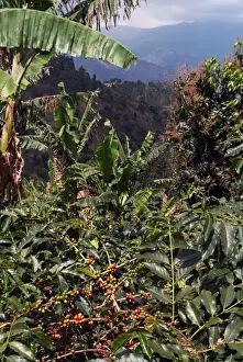 Blue Mountain coffee beans, Lime Tree Coffee Plantation, Blue Mountains, Jamaica, West Indies, Caribbean, Central America