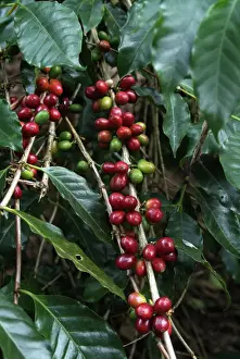 Blue Mountains Prints: Blue Mountain coffee beans, Lime Tree Coffee Plantation
