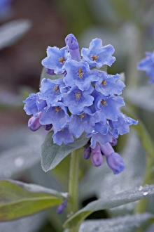 Blue Penstemon (Penstemon cyaneus), Shoshone National Forest, Wyoming, United States of America Blue Penstemon (Penstemon cyaneus), Shoshone National Forest, Wyoming, United States of America