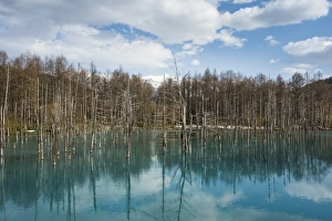 Hokkaido Prints: Blue Pond (Aoi Ike), Daisetsuzan National Park, UNESCO World Heritage Site, Hokkaido