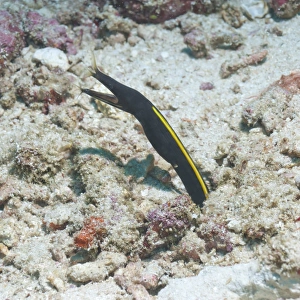 Under Water Prints: Blue Ribbon Eel (Rhinomuraena quaesita) juvenile