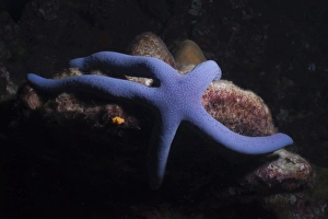 Star Fish Prints: Blue Sea Star (Linckia Laevigata), Southern Thailand, Andaman Sea, Indian Ocean, Asia